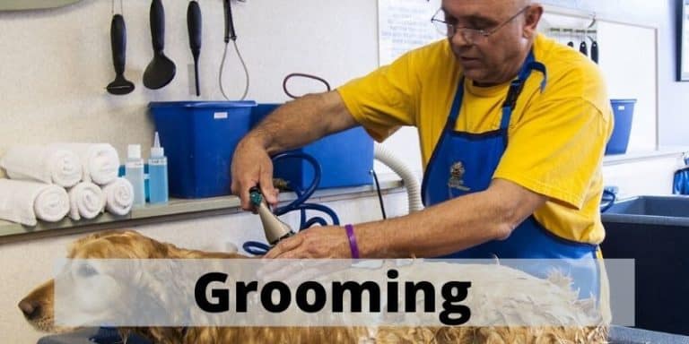 dog grooming