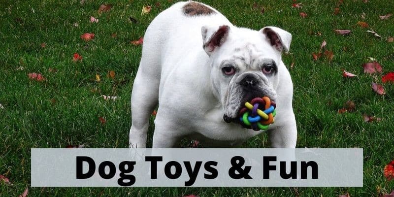 dog toys and leads